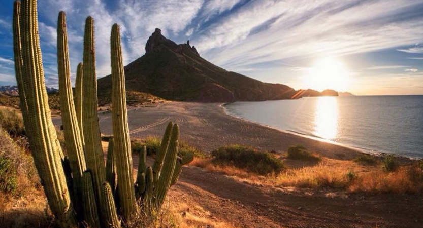 Lee más sobre el artículo Si quieres andar de pata de perro