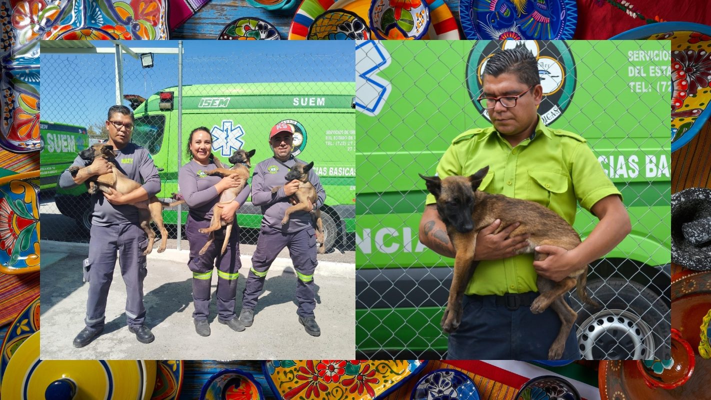 Gobierno del EdoMéx invita a nombrar a los nuevos lomitos héroes del Escuadrón Canino de Rescate SUEM