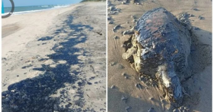 Lee más sobre el artículo Derrame de petróleo afecta kilómetros de costa 🛢️