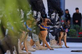 Lee más sobre el artículo ¡Hasta los perros ya están en el juego del narco! 🐕🚨